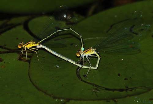 Pair in copula
2004_10_23_Lowndes